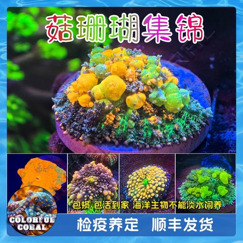 OG弹跳爆炸绿毛菇红绿荧光yuma金属菇JB海水软体生物活珊瑚ric菇