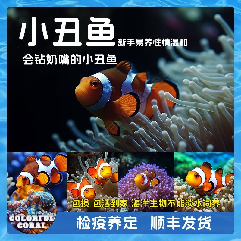 宿务斐济公子小丑鱼人工双带澳黑背心白金毕加索海水活体观赏生物