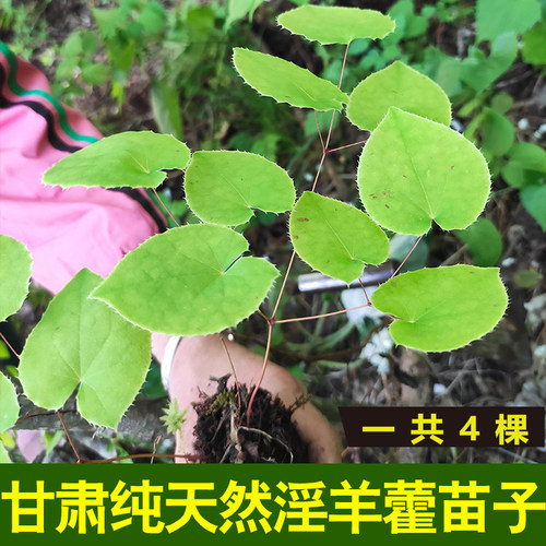 甘肃小叶淫羊藿苗子4棵盆栽树苗
