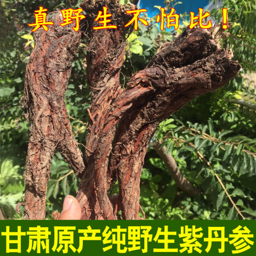 甘肃野生丹参特级中药材正品大根