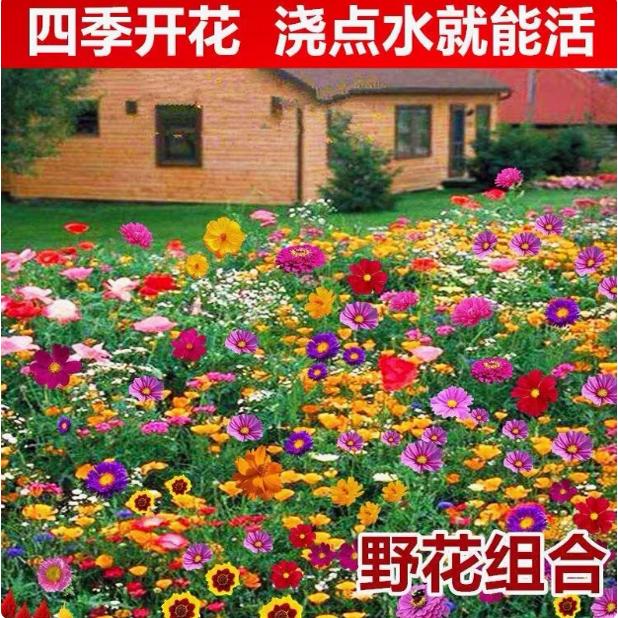花种籽子大全野花组合室外