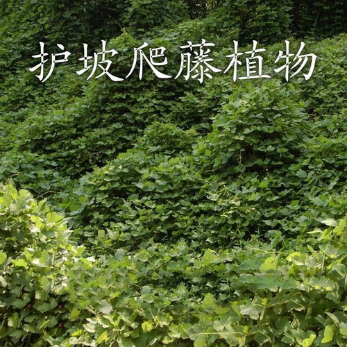 种子油麻藤绿化爬山虎
