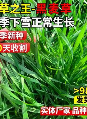 高产东牧70黑麦草种子四季常青多年生牧草耐寒草籽养殖禽畜易活草