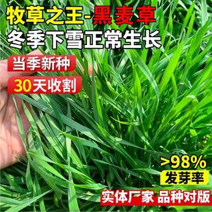 高产东牧70黑麦草种子四季 常青多年生牧草耐寒草籽养殖禽畜易活草