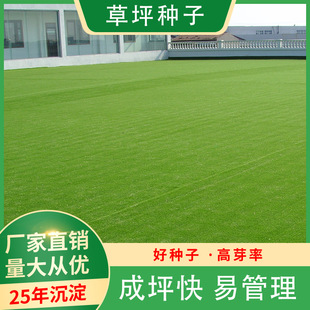 草坪种子蓝标高羊茅草籽草种籽免修剪耐践踏草子四季常青草种籽