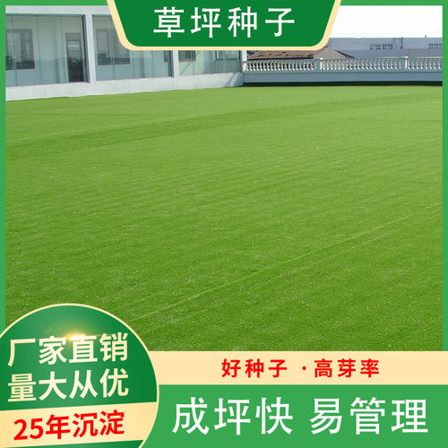 草坪种子黑麦草高羊茅早熟禾