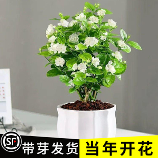 重瓣茉莉花老桩独杆单瓣茉莉花盆栽虎头茉莉独杆栀子花宝珠茉莉花