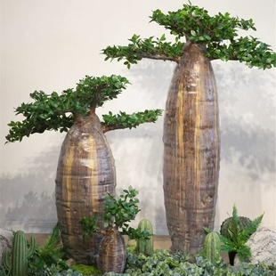 非洲面包树种子 猴面包树种子树籽 盆栽进口罕见多肉植物果实种籽