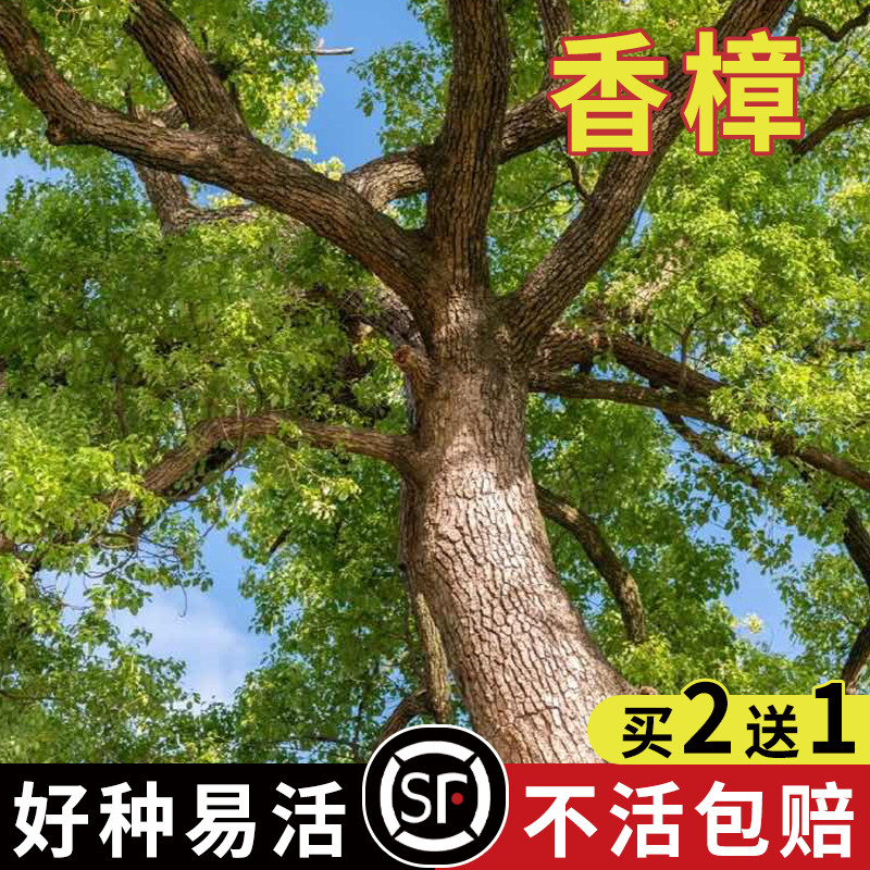 新采香樟种子大叶香樟小叶香樟籽绿化行道樟树种子四季青树种