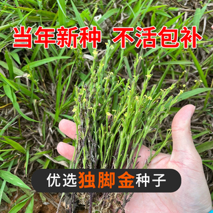 独脚金种子籽疳积野生草种籽独脚疳黄花草清米虫阳台庭院四季播种