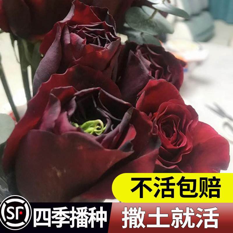 玫瑰黄刺玫花种籽子红玫瑰花种子四季易活室外内阳台玖瑰路易十四