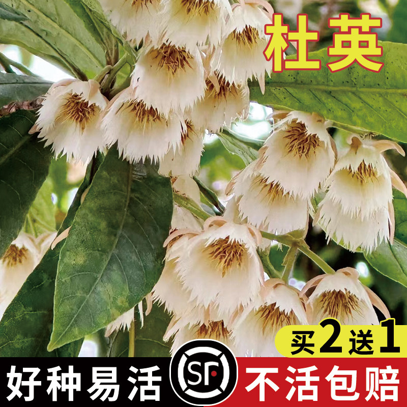 林木种子杜英树种子小叶杜英种子大叶杜英种子林木种子杜英种籽