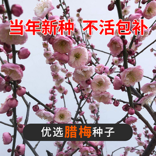 腊梅优质种子黄花易种籽新采腊梅树种腊梅/梅花种子花卉林木种子