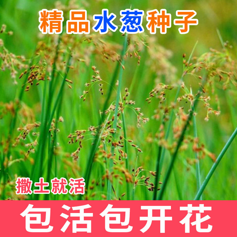 水葱种子水生植物水葱草野生水葱苗青叶水葱花叶水葱净化水质