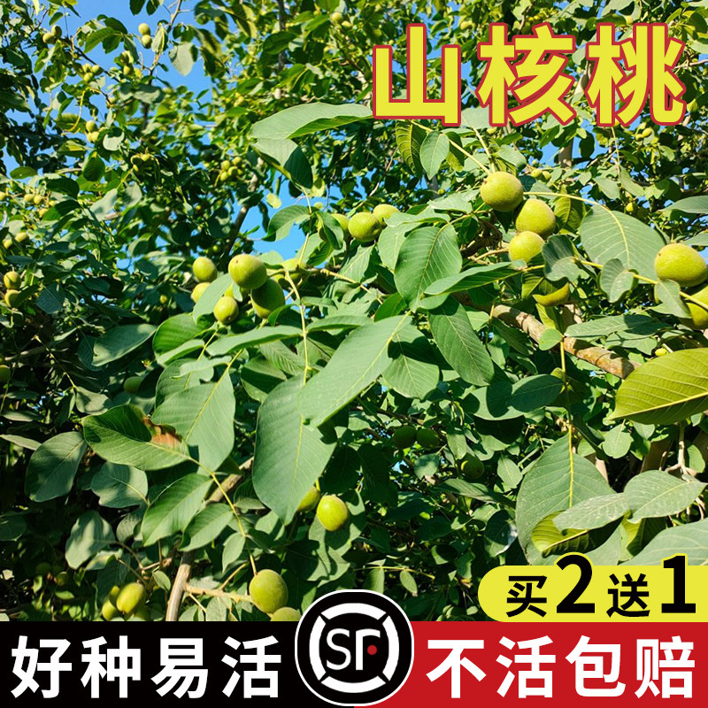 山核桃种子小核桃树苗种子当年新采可食用核桃可制文玩原料