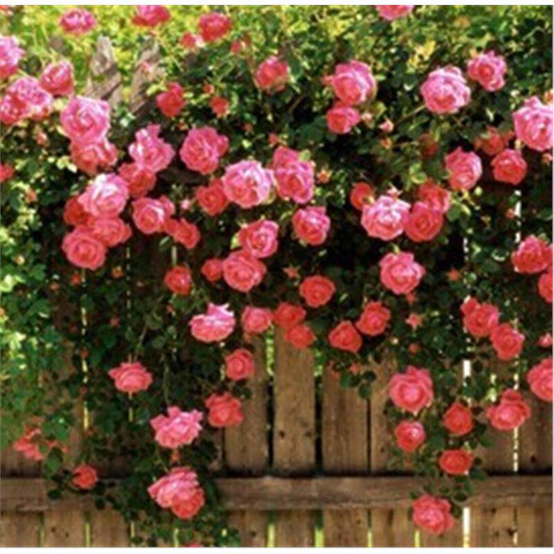 花种子多年生蔷薇花玫瑰藤本花卉四季播爬藤植物爬墙快花种籽易种