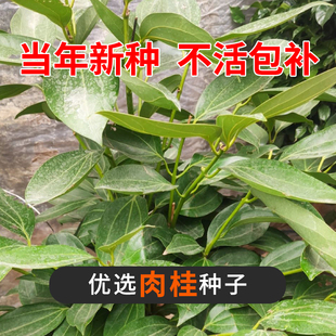 肉桂种子桂皮树苗种子树广东广西桂皮树种桂核散装药材