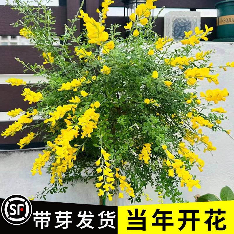 黄金雀盆栽大苗庭院阳台花卉爆盆多年生耐寒木本植物带花原盆发货