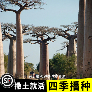 非洲进口罕见多肉植物稀有品种树苗盆栽盆景块根果实猴面包树种子