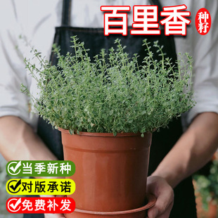 百里香种子匍匐迷迭香盆栽绿植阳台四季种植牛排用可食用柠檬薄荷
