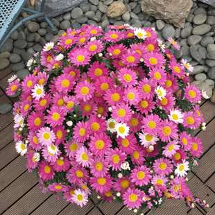 玛格丽特花种子 盆栽茼蒿菊法兰西菊木春菊种子 多年生草本花种籽