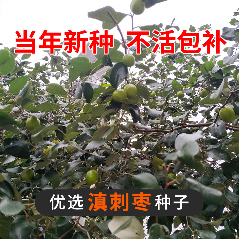 滇刺枣种子牛奶青枣种子林木种籽四季台湾青枣印度枣毛叶枣缅枣种