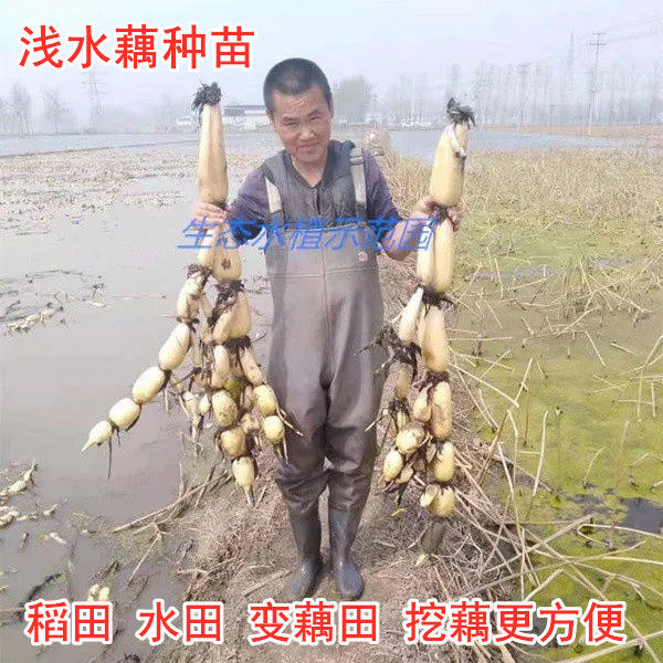 浅水莲藕种根苗高产食用藕种藕苗荷花种子粉藕苗盆栽池塘稻田种植