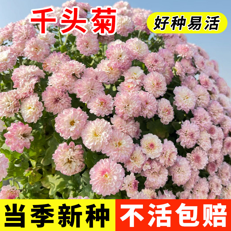 千头菊花籽菊花球菊小雏菊盆栽秋冬易活糖果千头菊种子花种籽子