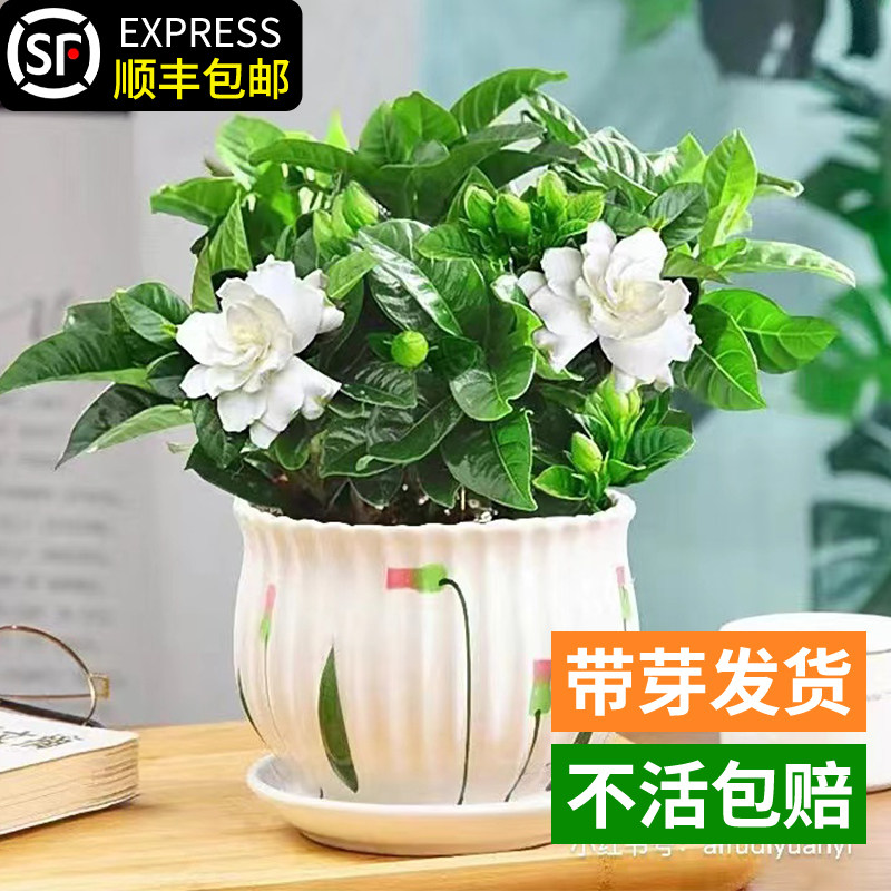 栀子花树苗盆栽绿植室内外阳台大叶桅子花苗庭院枝枝花苗小叶桅子