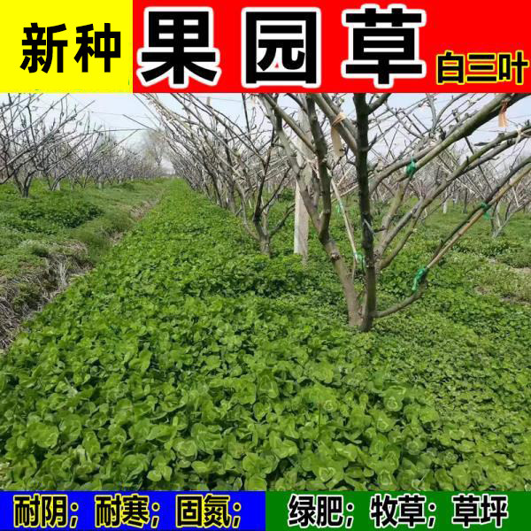 白三叶草种子红三叶草种子净籽四季青草坪绿化果园绿肥草籽