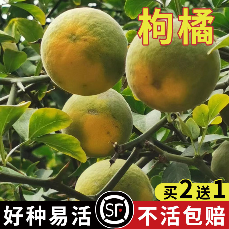 枸橘种子四川红桔柠檬小叶香橙嫁接柑桔沙糖桔沃柑脐橙积壳枳壳籽