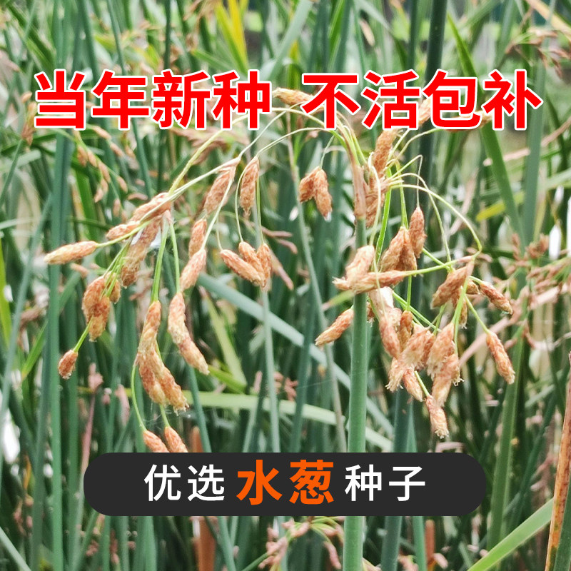 水葱种子水生植物水葱草野生水葱苗青叶水葱花叶水葱净化水质