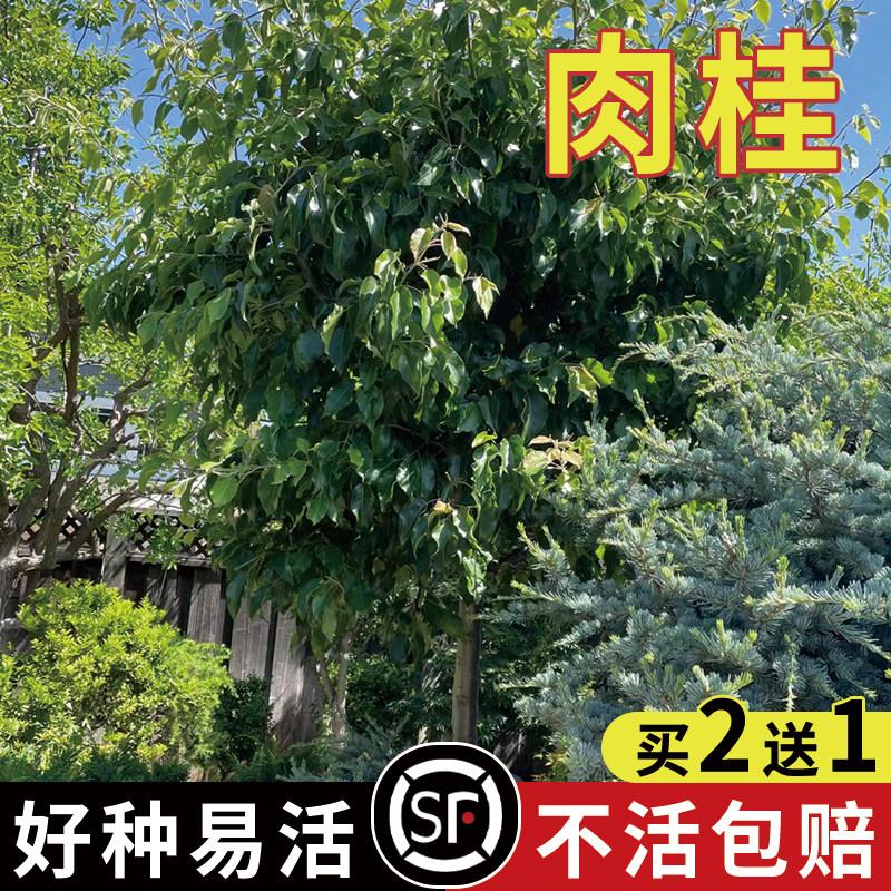 肉桂种子桂皮树苗种子树广东广西桂皮树苗桂核