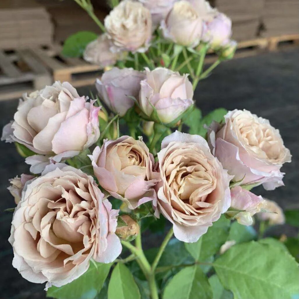 八神庵 新品复古玫瑰月季盆栽绿植花卉勤庭院阳台开花机器