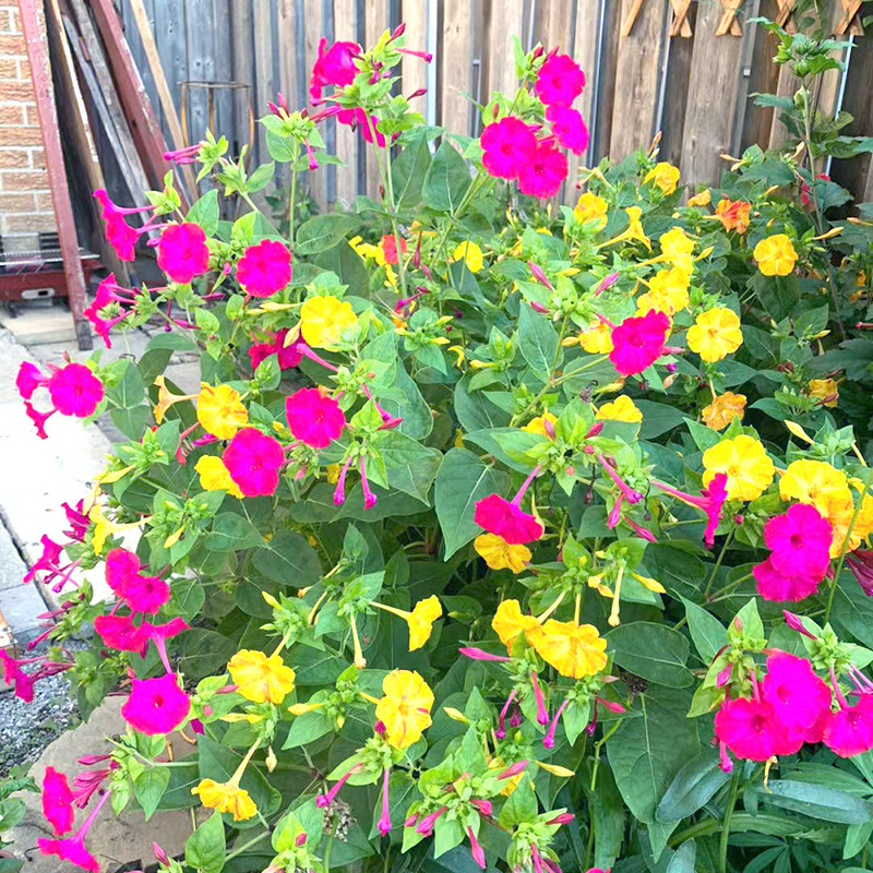 紫茉莉花籽香草种籽四季胭脂花院子驱蚊虫房前屋后春天地雷花种子