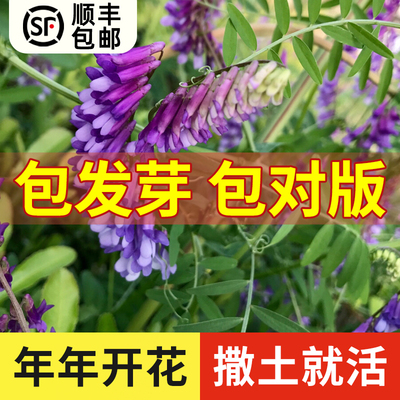箭筈豌豆种子粮食饲草兼用轮作绿肥种子箭舌野豌豆大巢菜春秋牧草