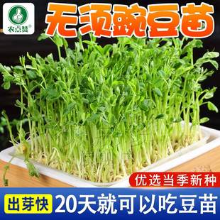 无须豌豆种籽吃苗水培豌豆苗芽苗菜种孑荷兰豆子阳台菜苗秋冬季