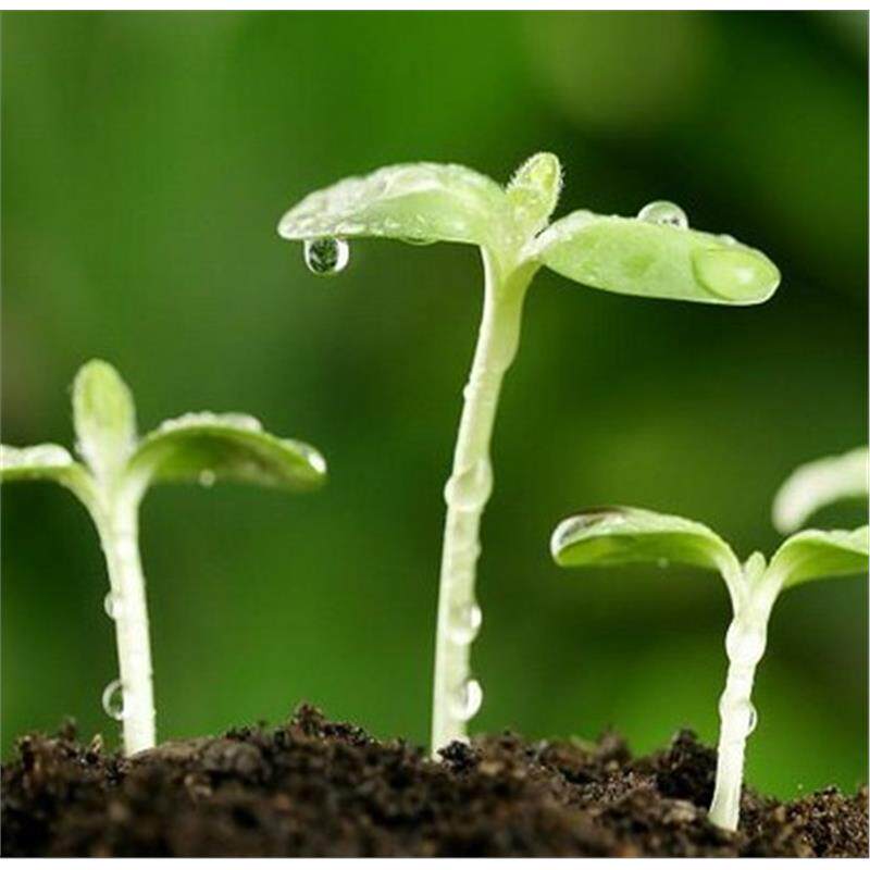 枇杷种子 黄花梨种子 黄花梨木 银杏 树种子 白榆种子 榉树种子包
