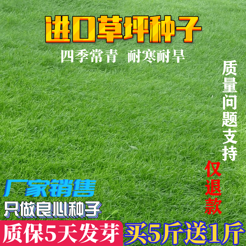 耐寒耐旱草坪种子四季常青四季青修剪绿化草籽庭院别墅护坡狗芽根