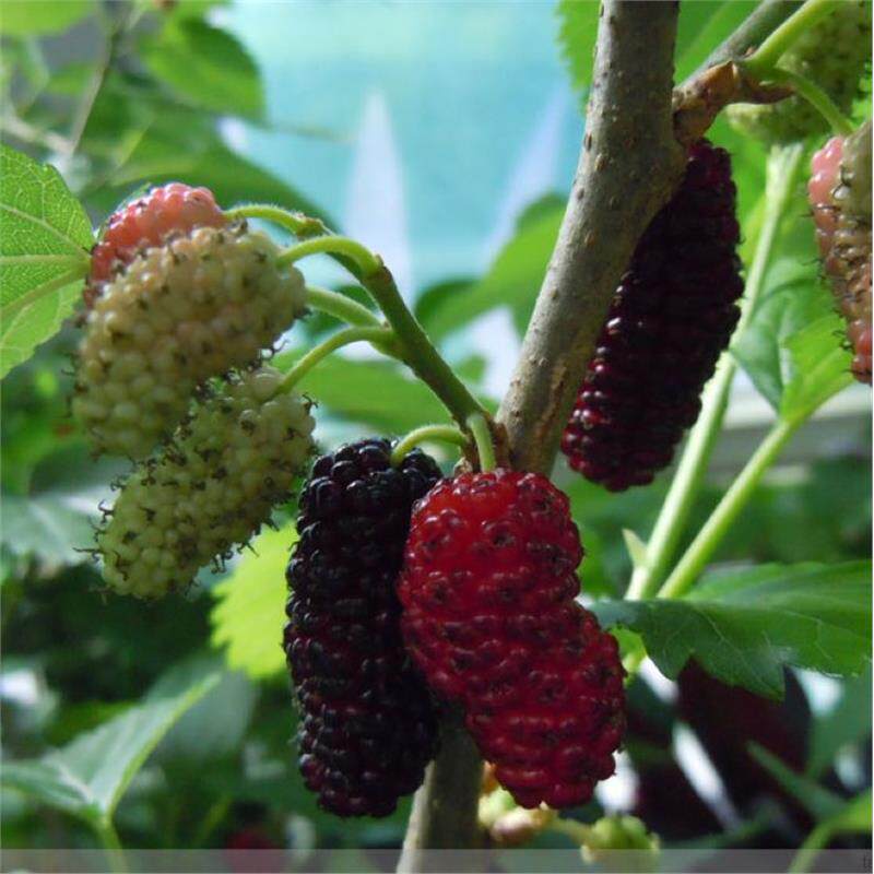桑树种子  大叶桑树净籽 桑葚种子 桑叶可做蚕饲料 桑葚子