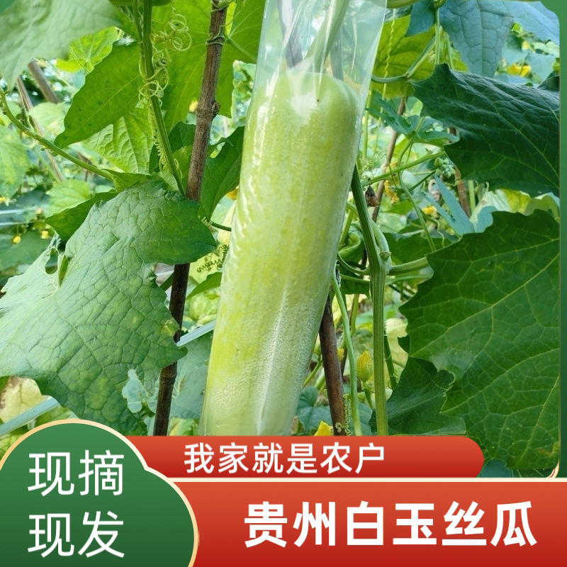 贵州新鲜现摘白玉丝瓜农家自种蔬菜油皮肉白丝瓜牛奶丝瓜