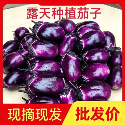 贵州新鲜紫圆茄紫皮白心当季新鲜圆茄子农家自种蔬菜现摘现发