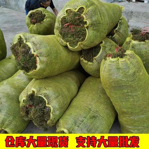 水苔干苔藓植物爬宠乌龟冬眠垫材兰花蝴蝶兰铁皮石斛种植营养土