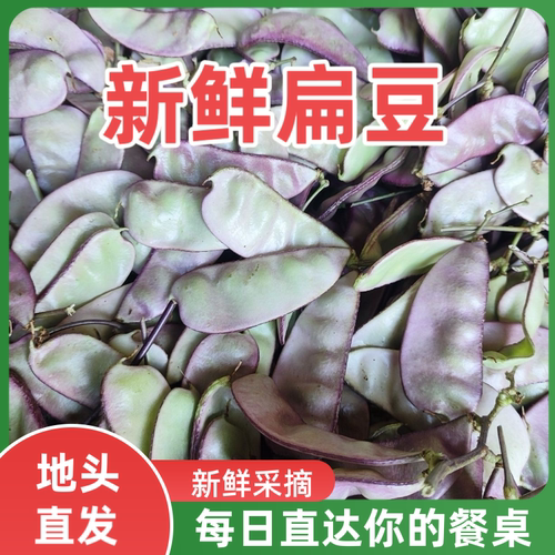 贵州新鲜现摘紫红眉豆角农家南方四季蔬菜紫扁豆紫梅豆紫红扁豆