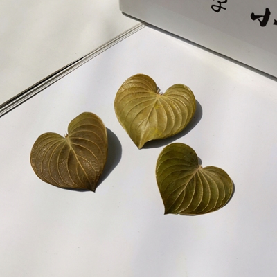 【心形叶】进口天然叶子DIY材料干花相框饰品树叶标本贴画手工