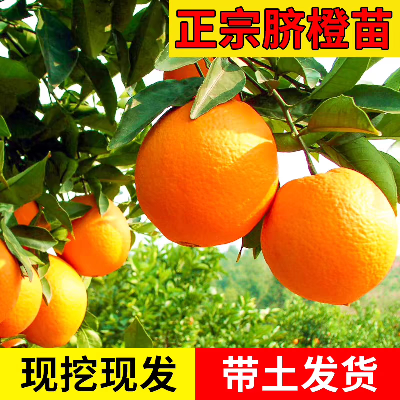 脐橙苗纽荷尔脐橙苗嫁接橙子树苗南方北方种植果树果苗当年结果