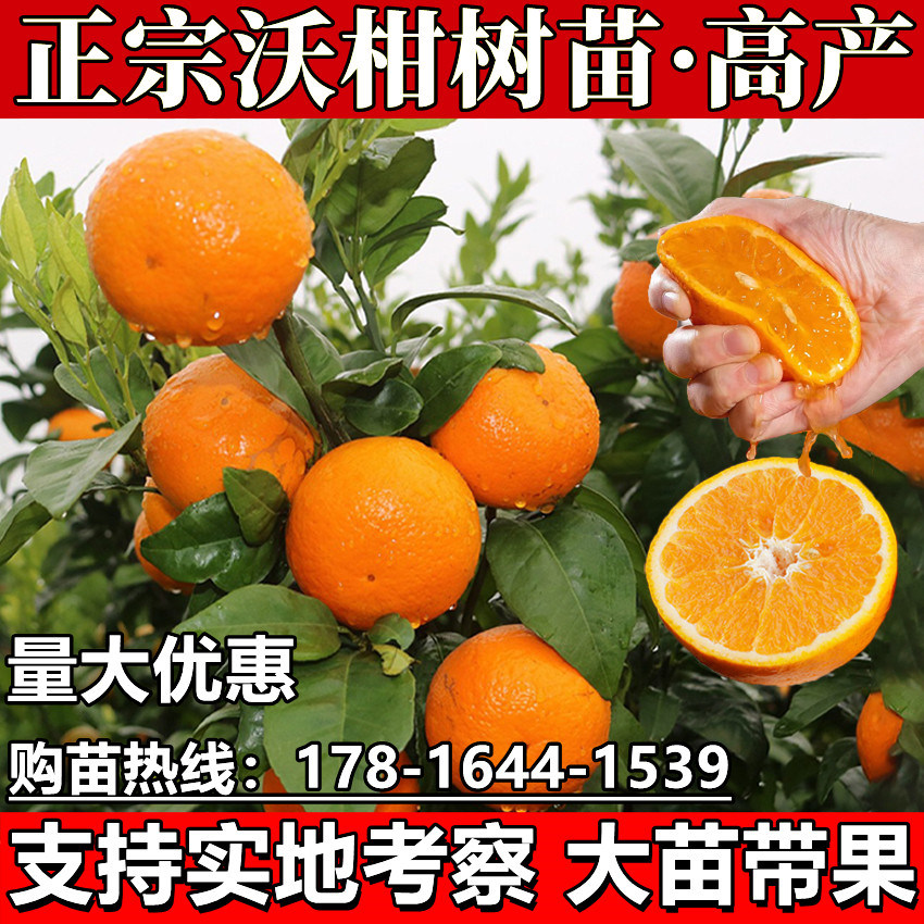 沃柑树苗广西武鸣沃柑苗 嫁接091无核沃柑橘子苗果树盆栽地栽带果