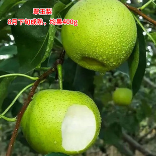 翠冠梨苗梨树果苗南北方庭院地栽种植大树室内盆栽嫁接当年结果