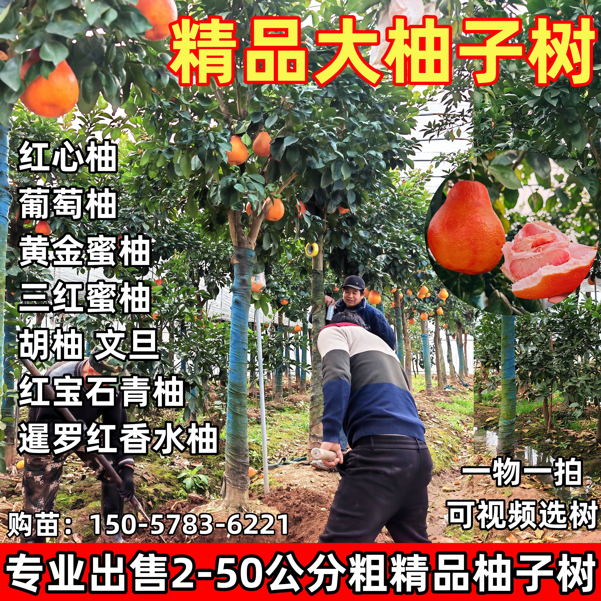 特大柚子树苗红心蜜柚苗暹罗红柚胡柚文旦别墅庭院地栽景观柚树苗