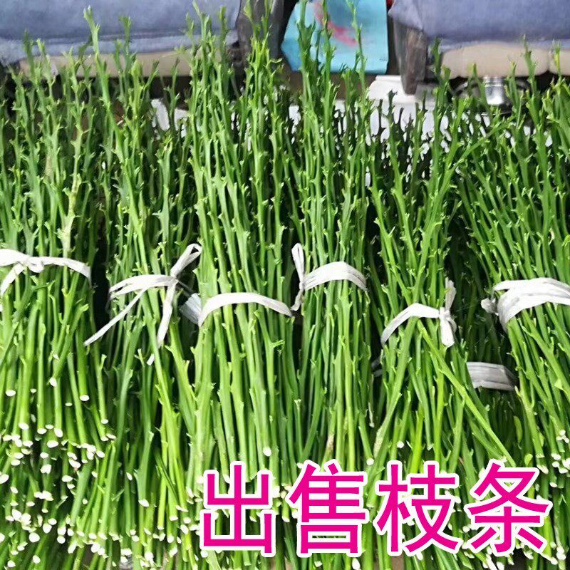 象山红美人爱媛28号甘平晴姬明日见阿斯蜜媛红椪柑媛由良嫁接枝条